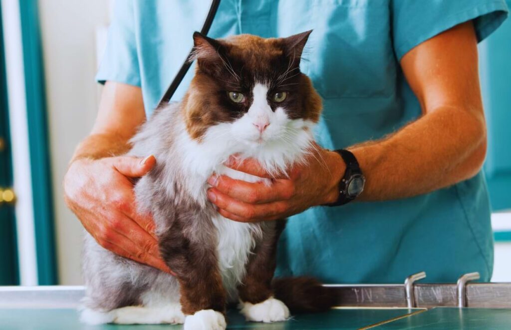 Veterinário realizando exame clínico em um gato, representando a prática da medicina veterinária