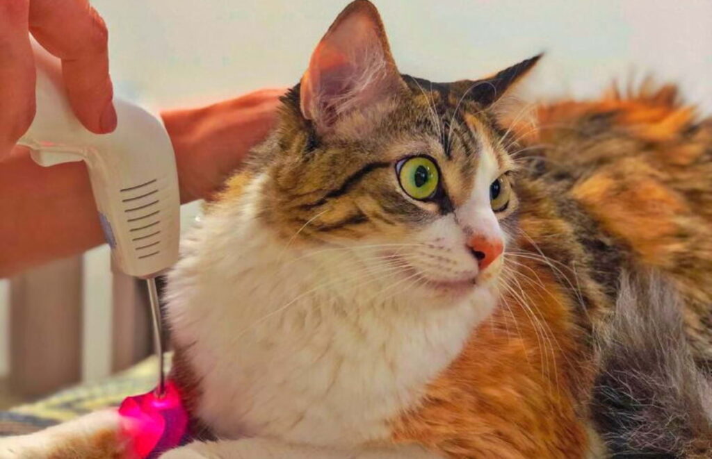 Uso de fototerapia no membro de um gato durante atendimento clínico.
