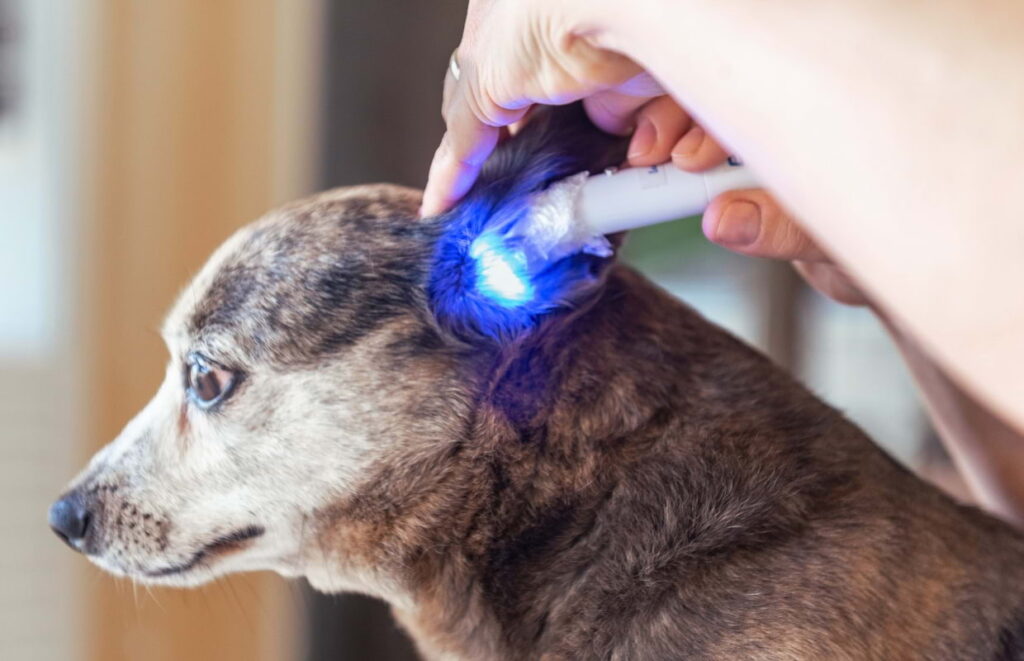 Sessão de fototerapia veterinária com aplicação de luz azul na orelha de uma cadela durante tratamento clínico.